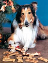 Lassie with her Christmas presents